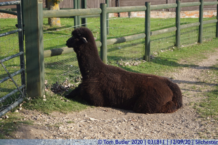 Photo ID: 031811, Lonely alpaca, Silchester, England