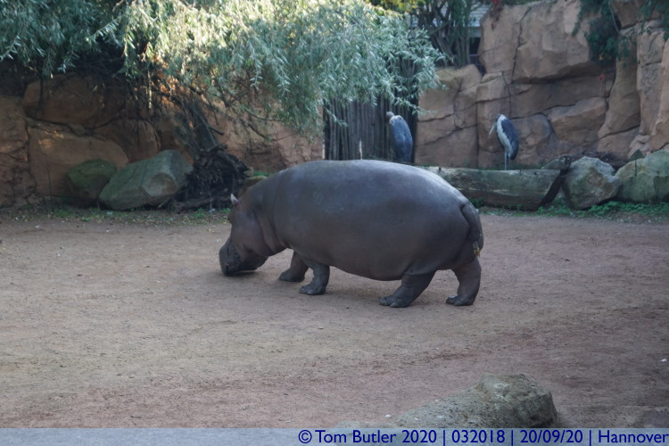 Photo ID: 032018, Hippopotamus, Hannover, Germany