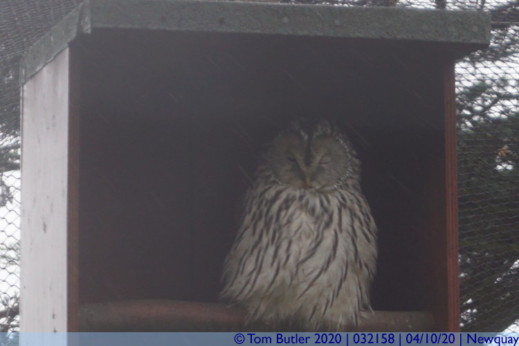 Photo ID: 032158, Bored Owl, Newquay, Cornwall