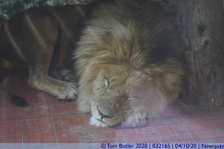 Photo ID: 032165, Sleeping Lion, Newquay, Cornwall