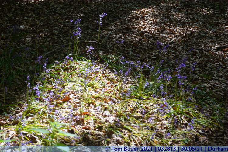 Photo ID: 032813, Bluebells in a patch of sunlight, Durham, England
