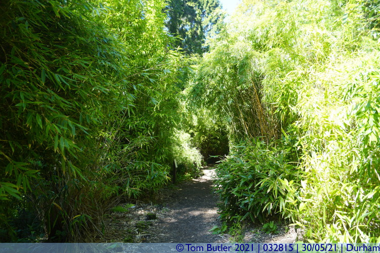Photo ID: 032815, Bamboo garden, Durham, England