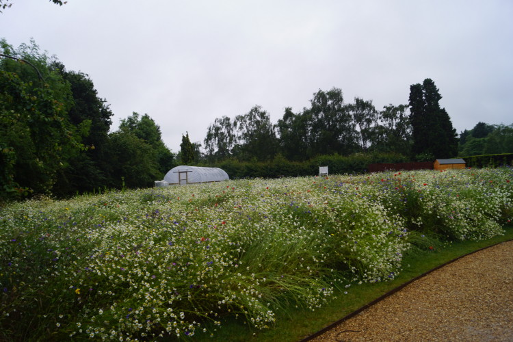 Photo ID: 033142, Field of daisy's, Cambridge, England