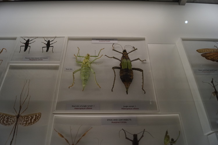 Photo ID: 033197, Massive insects, Cambridge, England