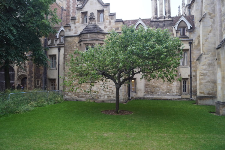 Photo ID: 033287, Newton's Apple Tree, Cambridge, England