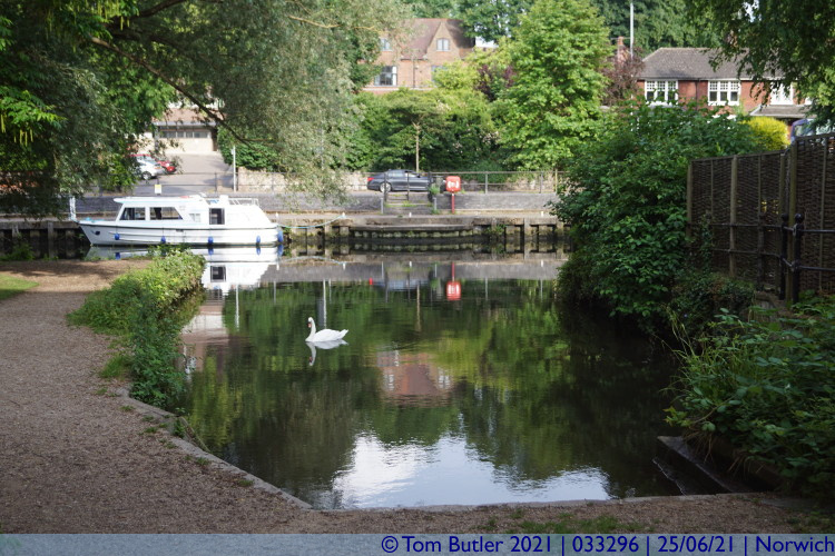 Photo ID: 033296, Single swan, Norwich, England