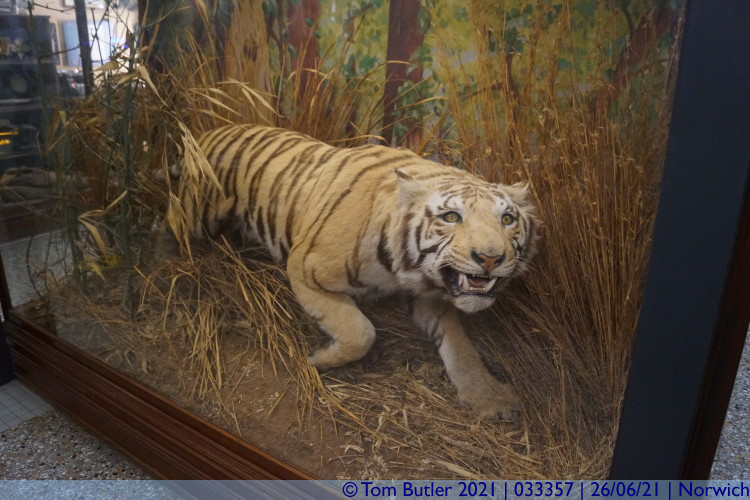 Photo ID: 033357, Tiger, Norwich, England