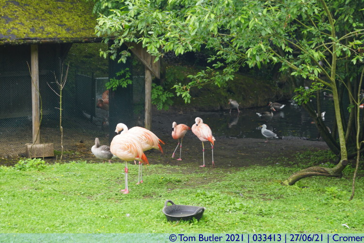 Photo ID: 033413, Flamingos, Cromer, England