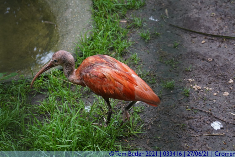Photo ID: 033416, Scarlet Ibis, Cromer, England