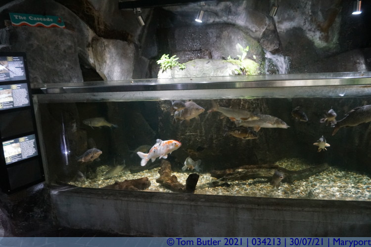 Photo ID: 034213, In the aquarium, Maryport, England
