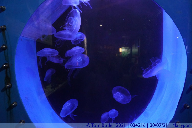 Photo ID: 034216, Jellyfish, Maryport, England