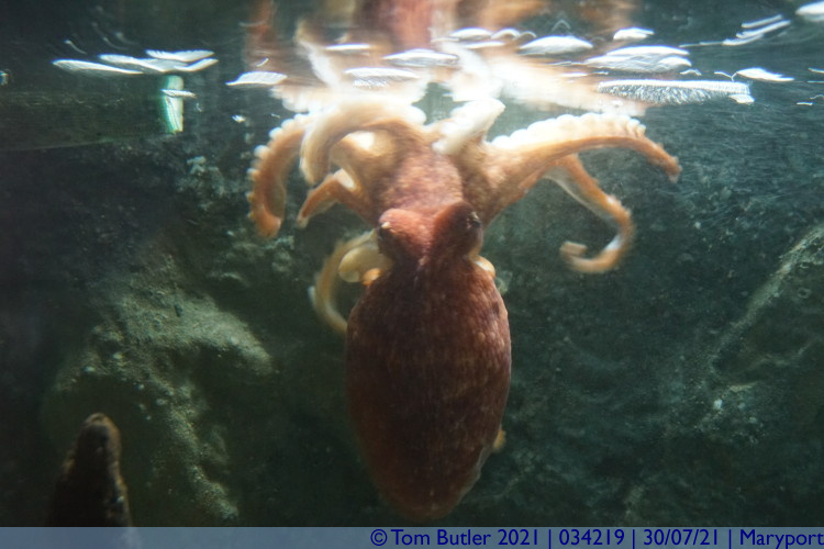 Photo ID: 034219, Octopus, Maryport, England