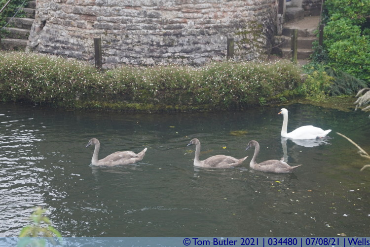 Photo ID: 034480, Swan and Cygnets, Wells, England