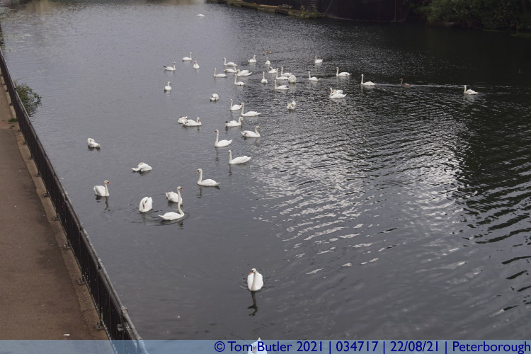 Photo ID: 034717, Swan infestation, Peterborough, England