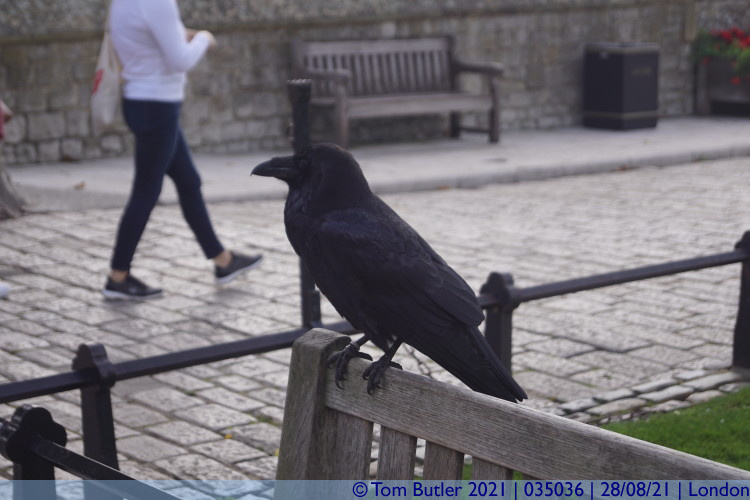 Photo ID: 035036, Tower Raven, London, England