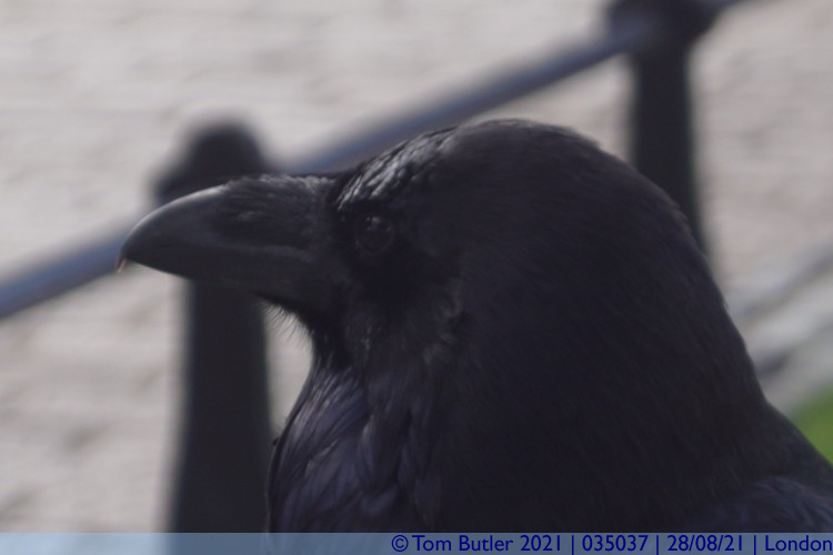 Photo ID: 035037, Keeping a beady eye on me, London, England