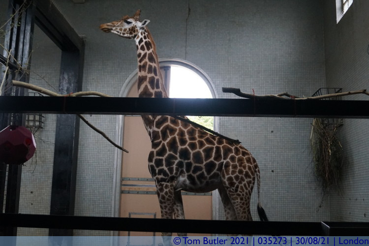 Photo ID: 035273, Giraffe being snooty, London, England