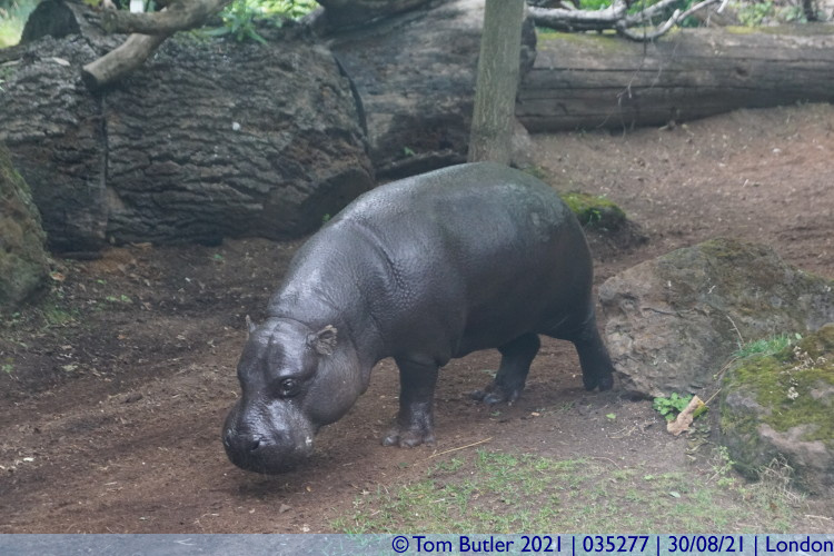 Photo ID: 035277, Pygmy Hippo, London, England