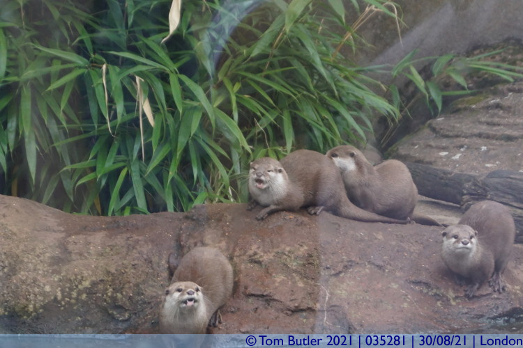 Photo ID: 035281, Noisy Otters, London, England