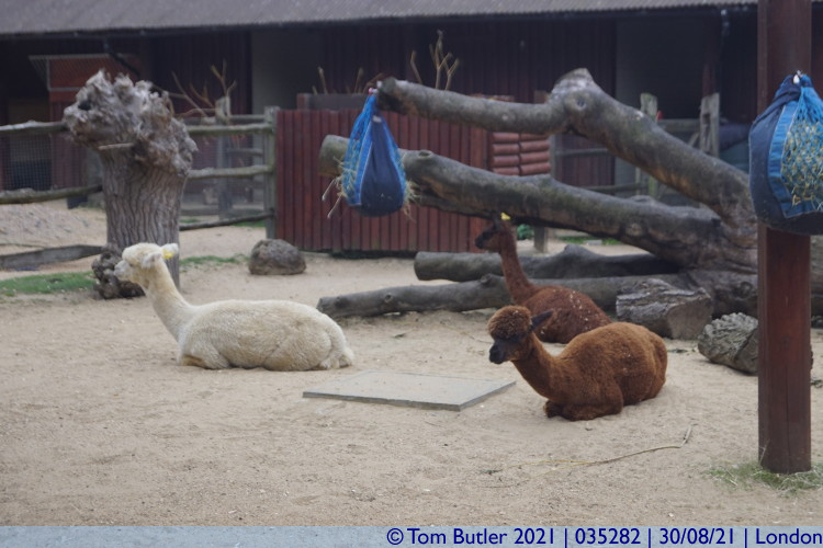 Photo ID: 035282, Alpacas, London, England