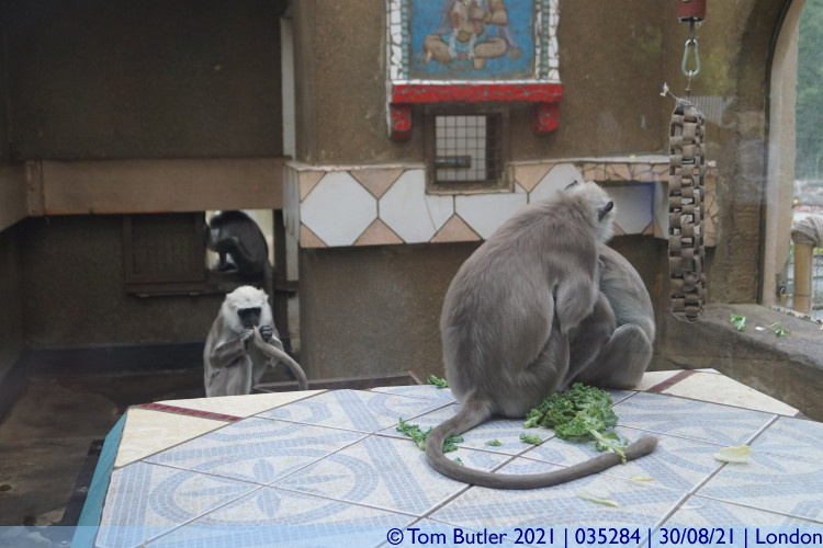 Photo ID: 035284, Temple Monkeys, London, England