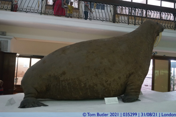 Photo ID: 035299, An over stuffed walrus, London, England