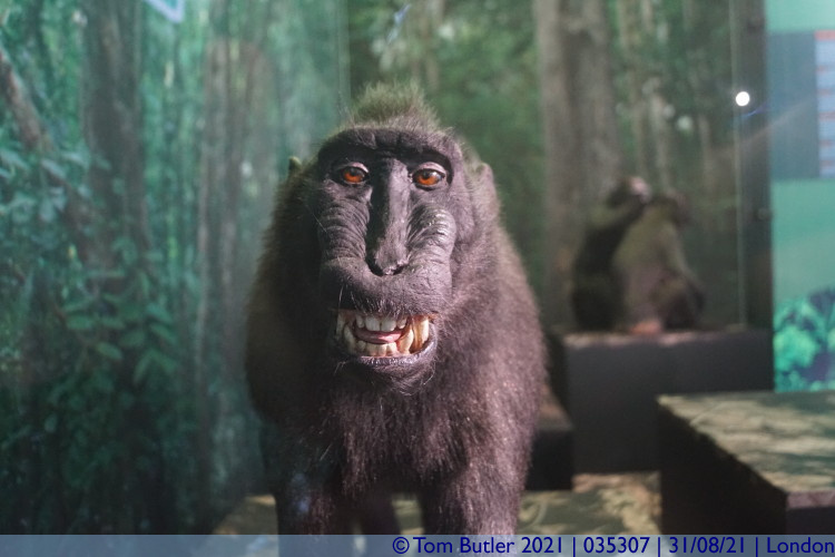 Photo ID: 035307, Macaque, London, England