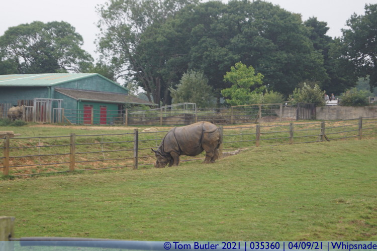 Photo ID: 035360, Asian Rhino, Whipsnade, England