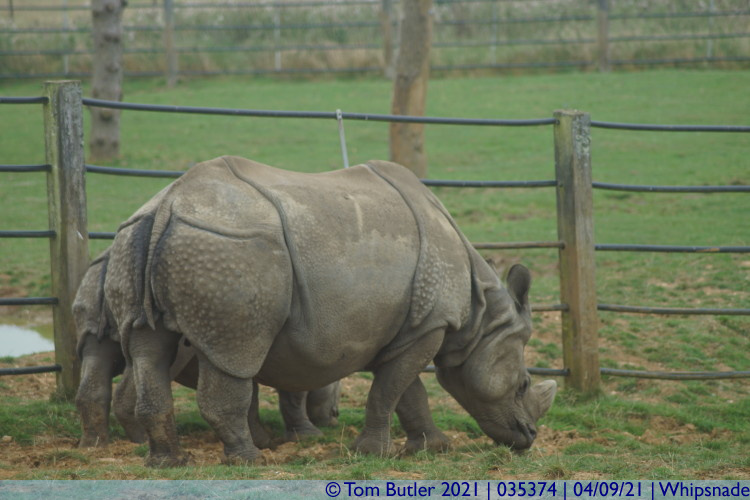 Photo ID: 035374, Asian Rhino nibbling, Whipsnade, England
