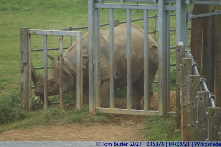 Photo ID: 035376, Male Rhino, Whipsnade, England