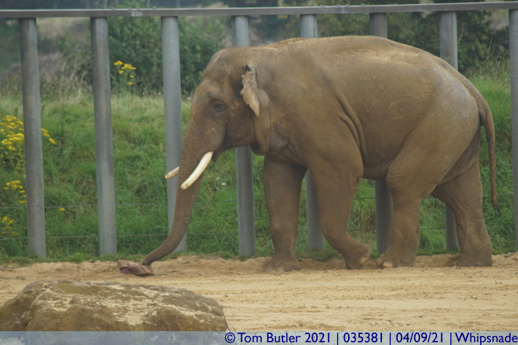 Photo ID: 035381, Bull elephant, Whipsnade, England