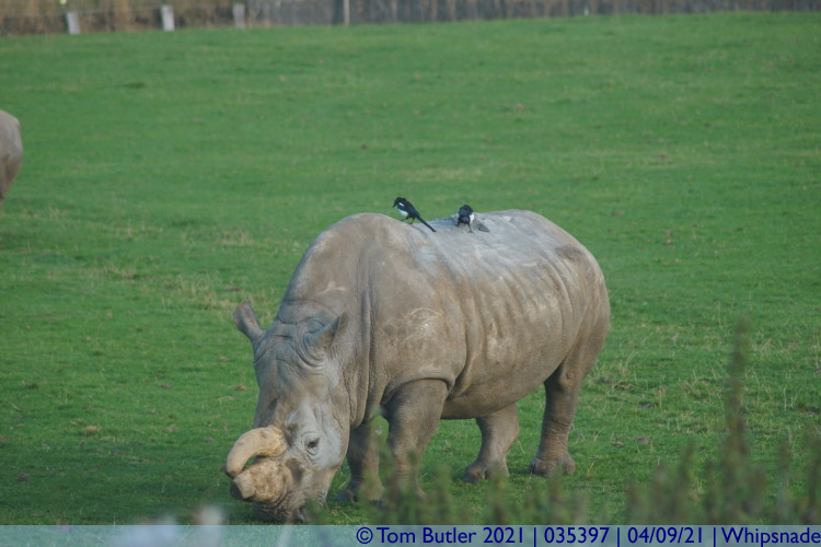 Photo ID: 035397, Rhino with Magpie joyriders, Whipsnade, England