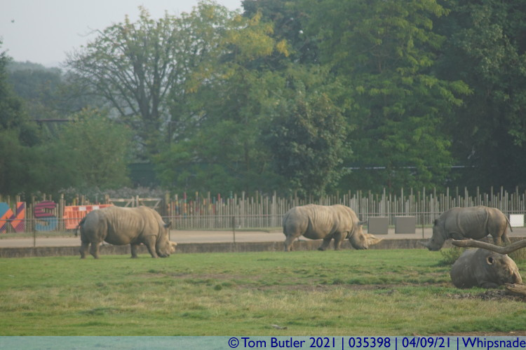 Photo ID: 035398, Three females and a male, Whipsnade, England