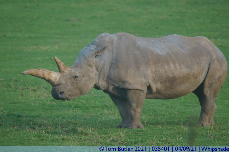 Photo ID: 035401, White Rhino, Whipsnade, England