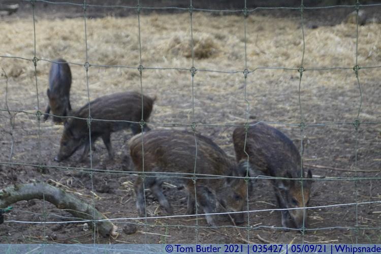 Photo ID: 035427, Piglets, Whipsnade, England