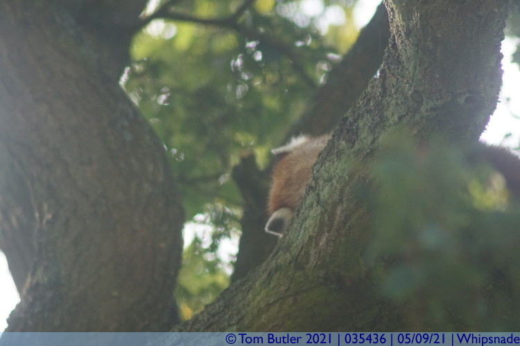 Photo ID: 035436, Red panda, ear of, Whipsnade, England