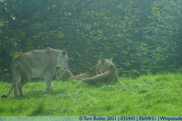 Photo ID: 035443, Lions in the sun, Whipsnade, England