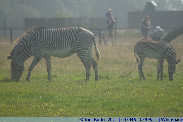 Photo ID: 035446, Zebra and foal, Whipsnade, England