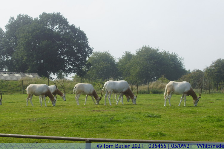 Photo ID: 035455, Oryx, Whipsnade, England