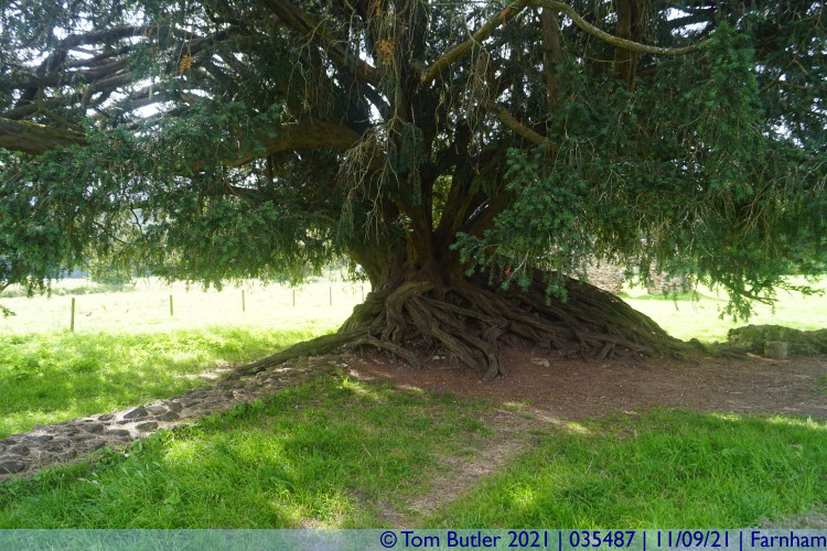 Photo ID: 035487, Tree growing through the ruins, Farnham, England