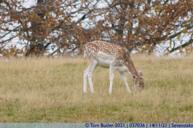 Photo ID: 037036, Fallow Deer, Sevenoaks, England