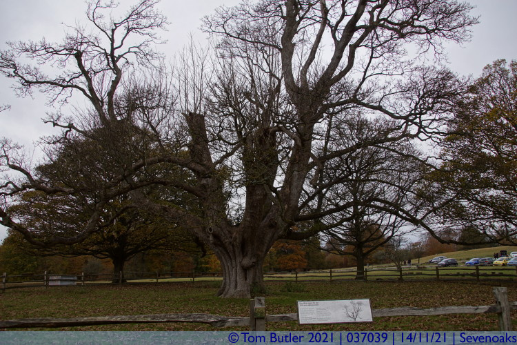 Photo ID: 037039, 200 year old Sycamore, Sevenoaks, England