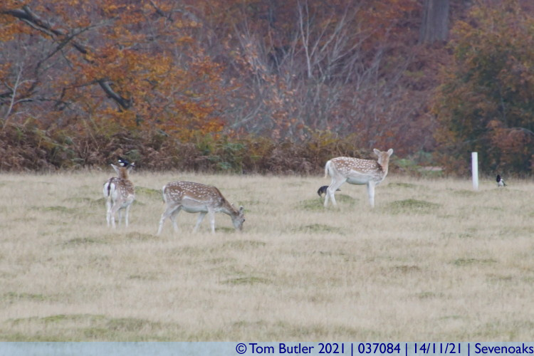 Photo ID: 037084, Fallow Deer, Sevenoaks, England