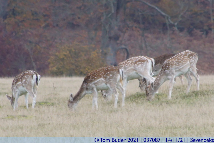Photo ID: 037087, Grazing fallow deer, Sevenoaks, England