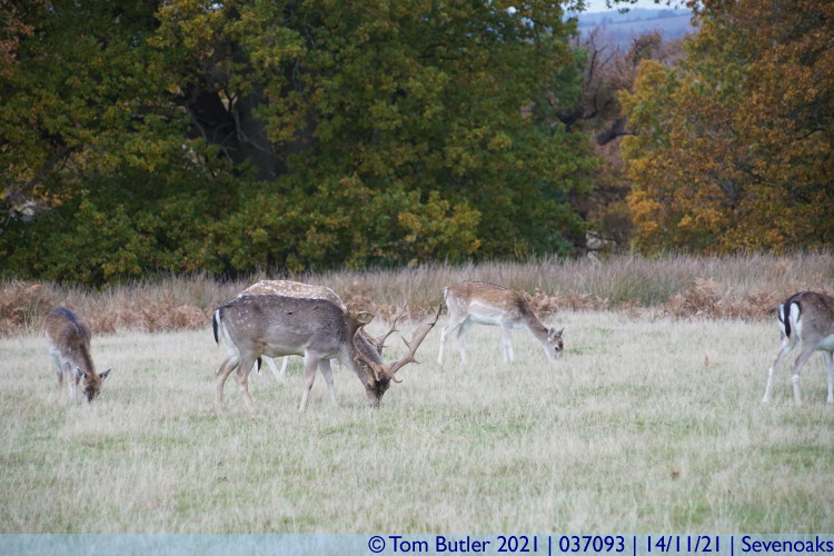 Photo ID: 037093, Mixed deer, Sevenoaks, England