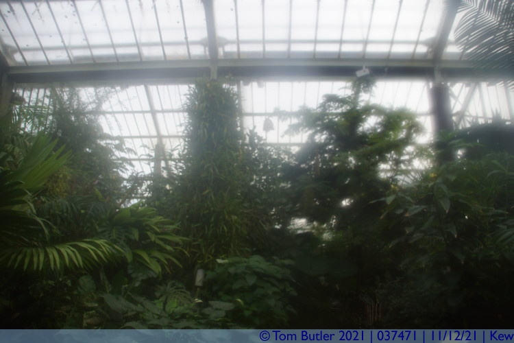 Photo ID: 037471, Tropical rain forest, Kew, England