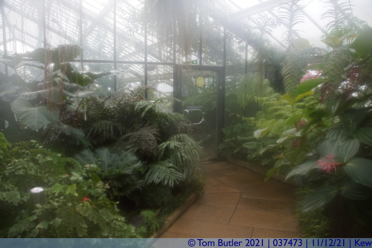 Photo ID: 037473, Inside the greenhouse, Kew, England