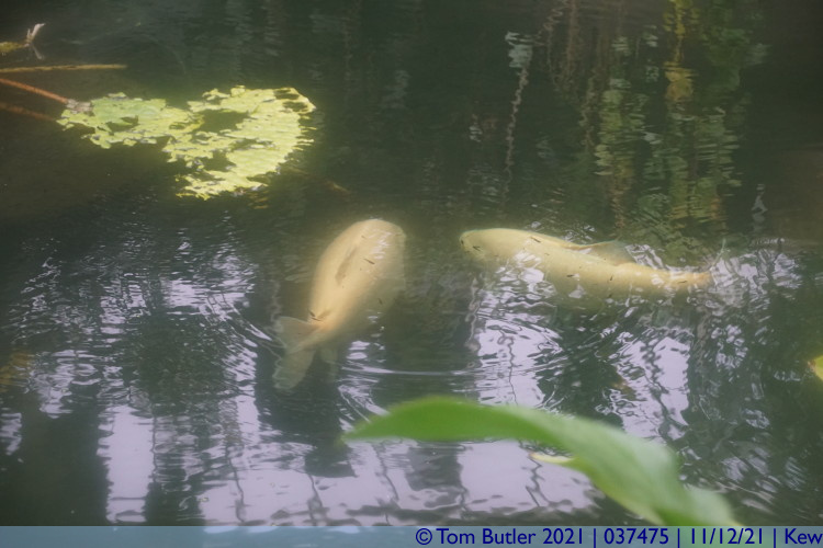 Photo ID: 037475, Big fish, Kew, England