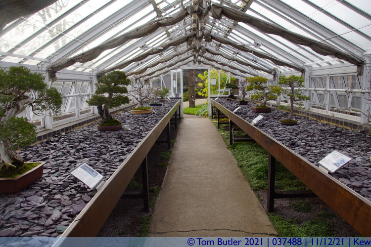 Photo ID: 037488, In the Bonsai House, Kew, England