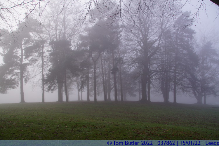 Photo ID: 037862, Trees in the fog, Leeds, England